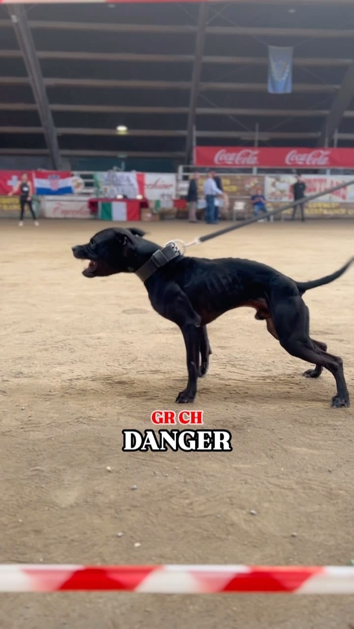 Post 10 by Framedog Kennel on Instagram (video)