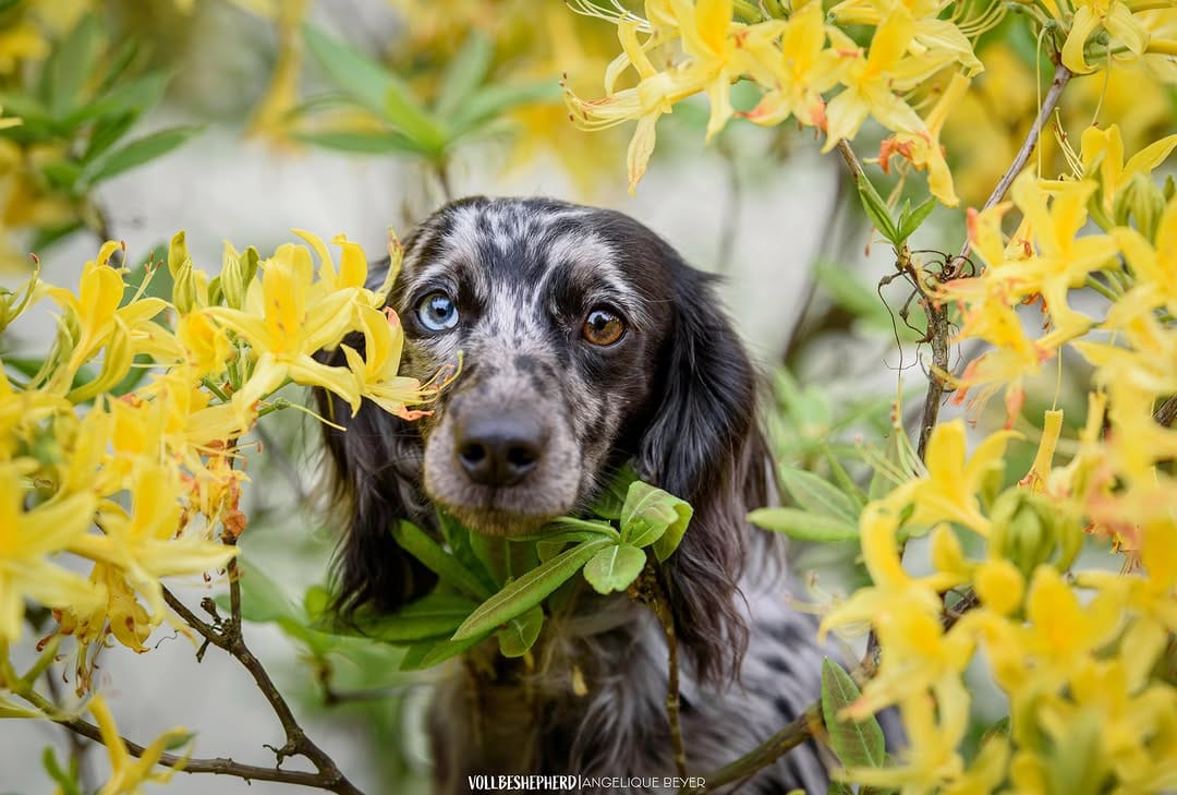 Post 3 by 🐾 Vollbeshepherdes Rudel 🐾 on Instagram (image)
