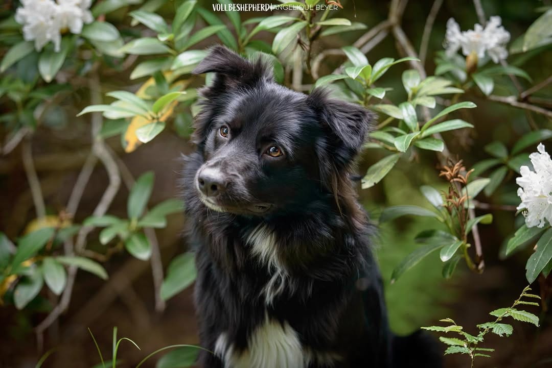 Post 4 by 🐾 Vollbeshepherdes Rudel 🐾 on Instagram (carousel)