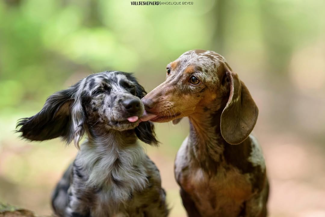 Post 5 by 🐾 Vollbeshepherdes Rudel 🐾 on Instagram (image)