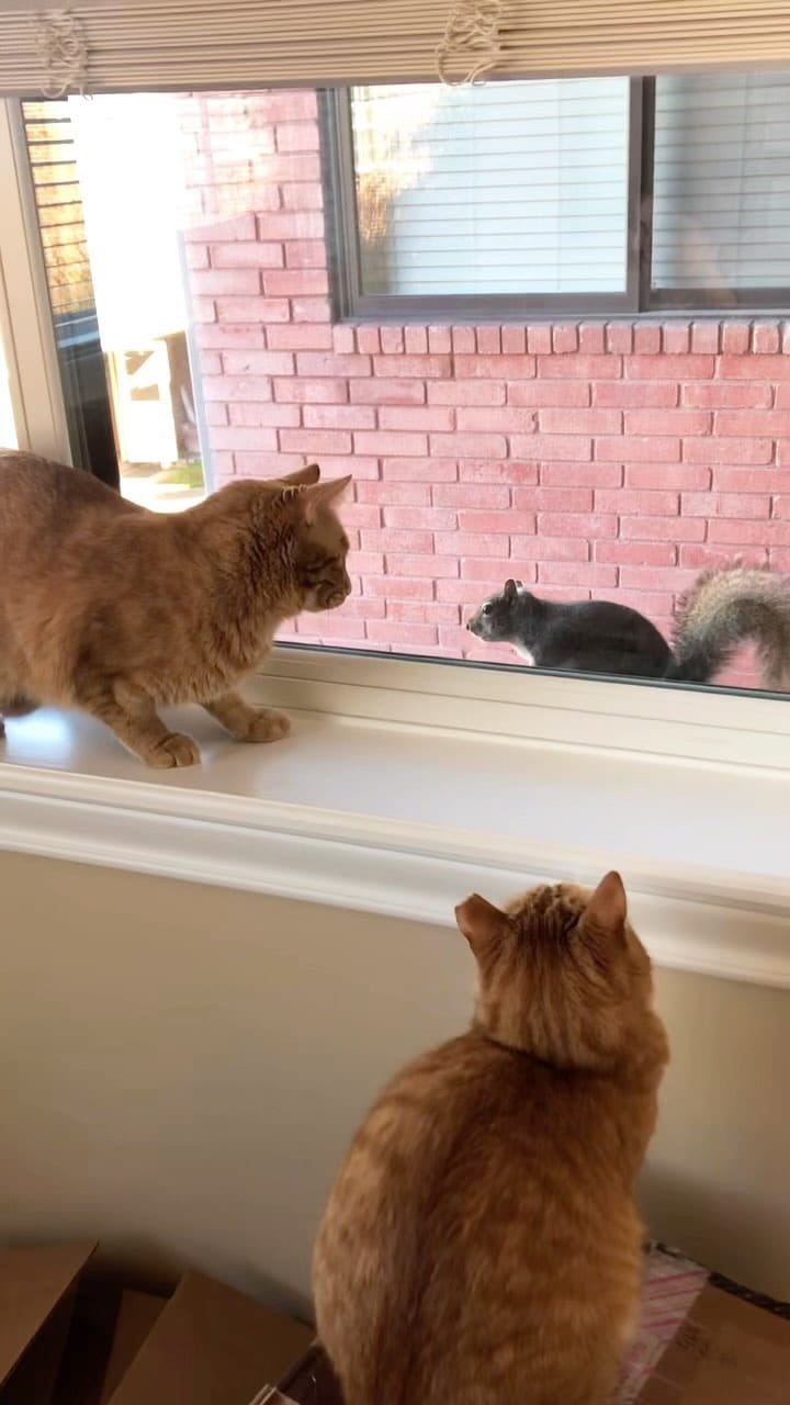 Post 9 by Order of the Orange on Instagram (video)