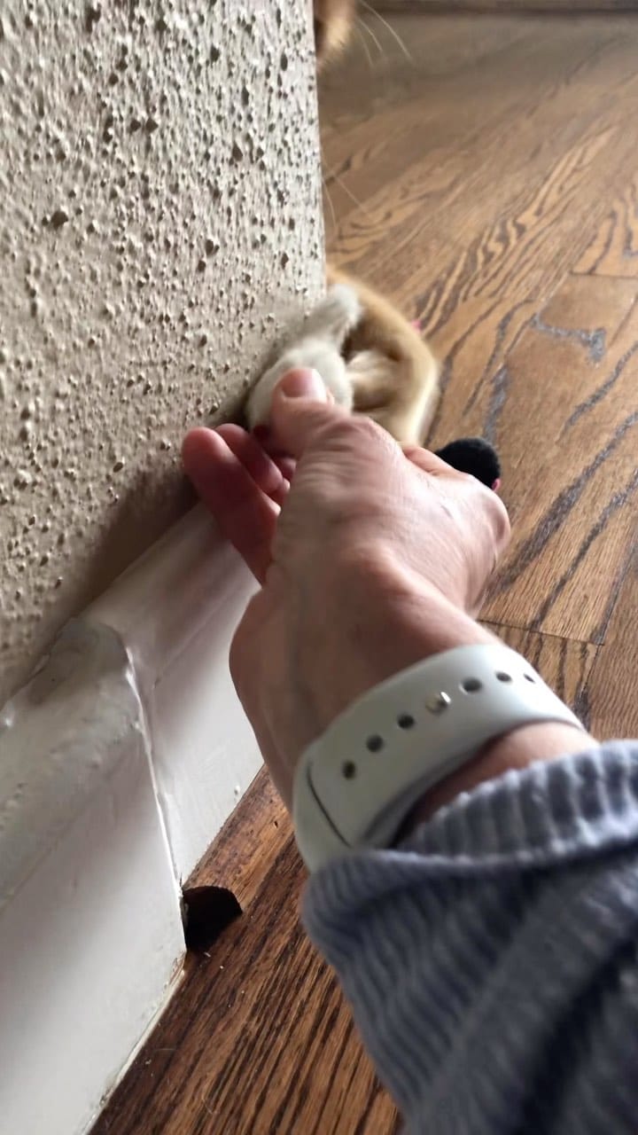 Post 10 by Order of the Orange on Instagram (video)