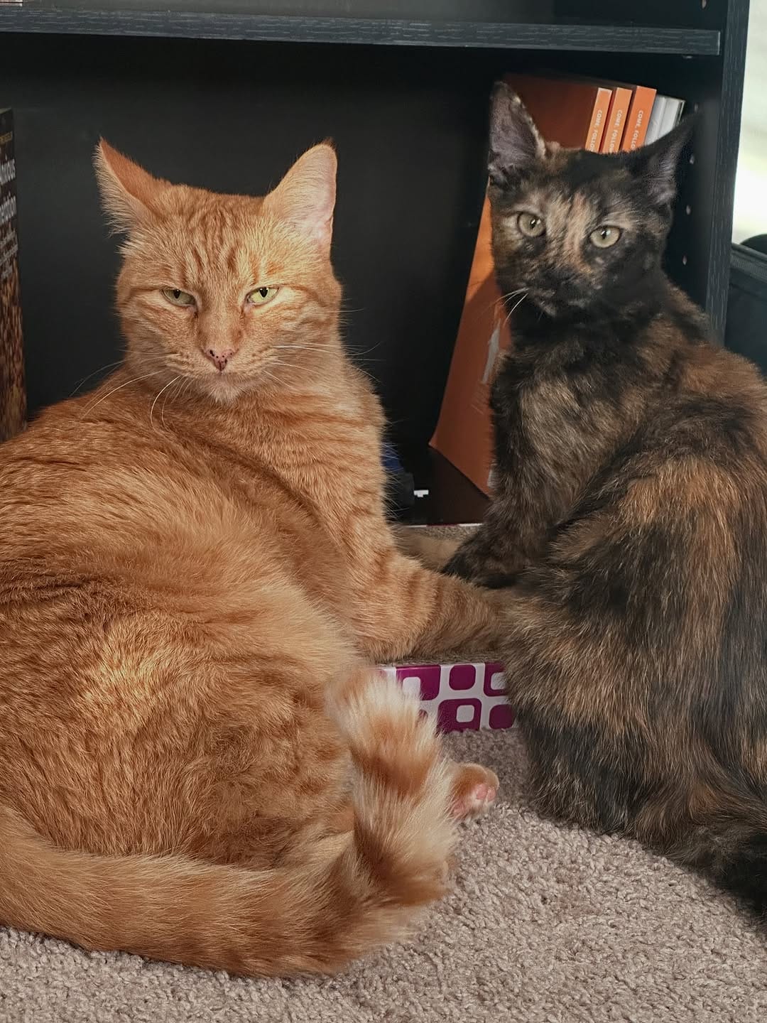 Post 3 by Order of the Orange on Instagram (carousel)