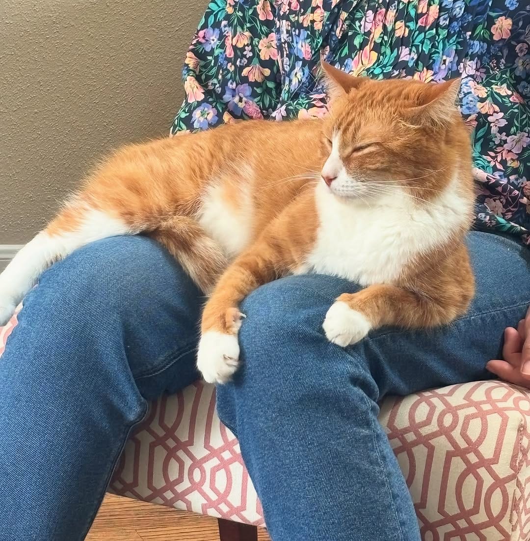 Post 5 by Order of the Orange on Instagram (image)