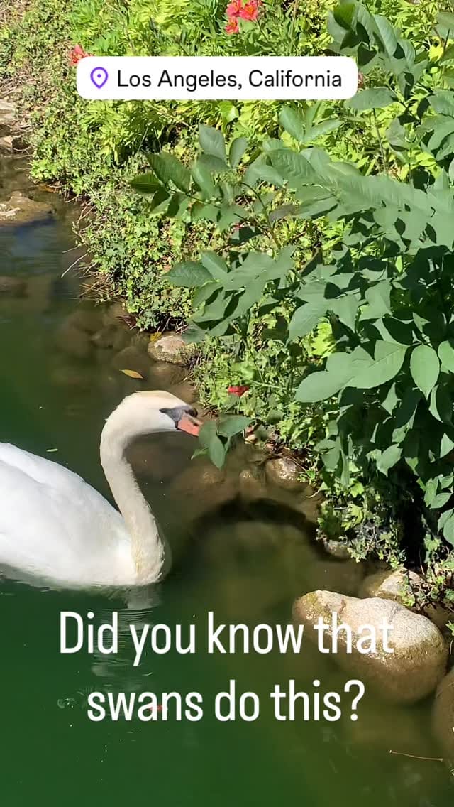 Post 10 by Seagull Wave on Instagram (video)