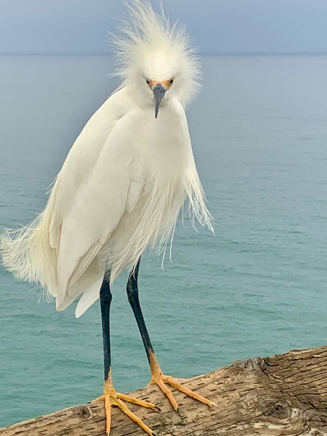 Post 8 by Seagull Wave on Instagram (image)