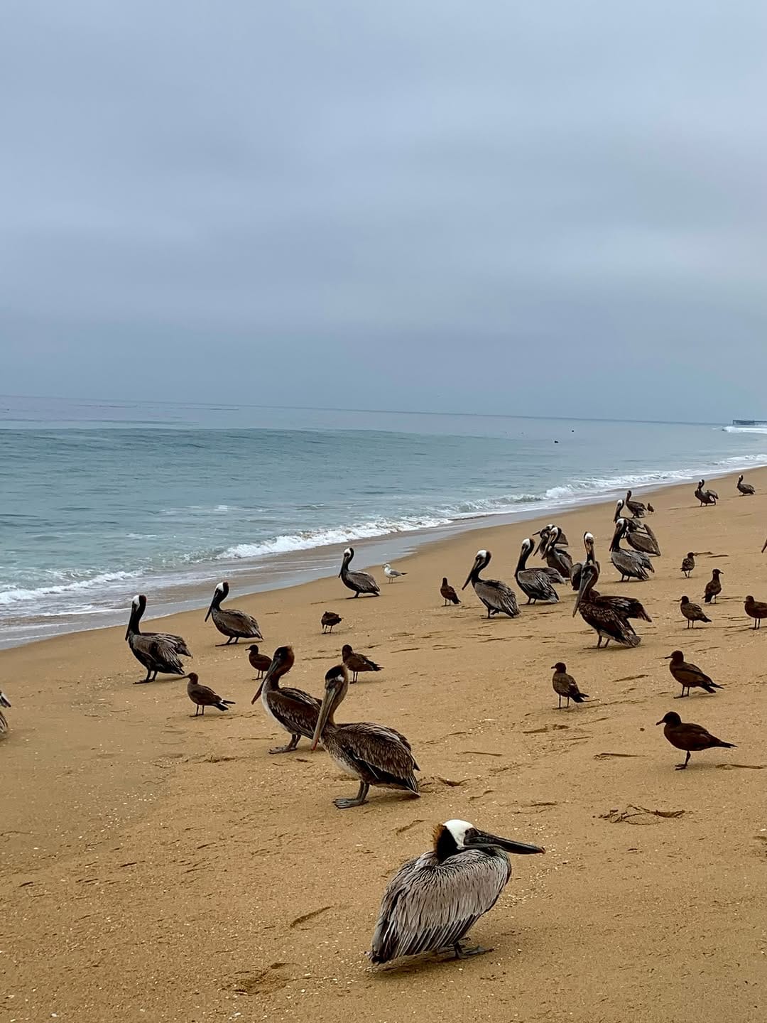 Post 5 by Seagull Wave on Instagram (image)