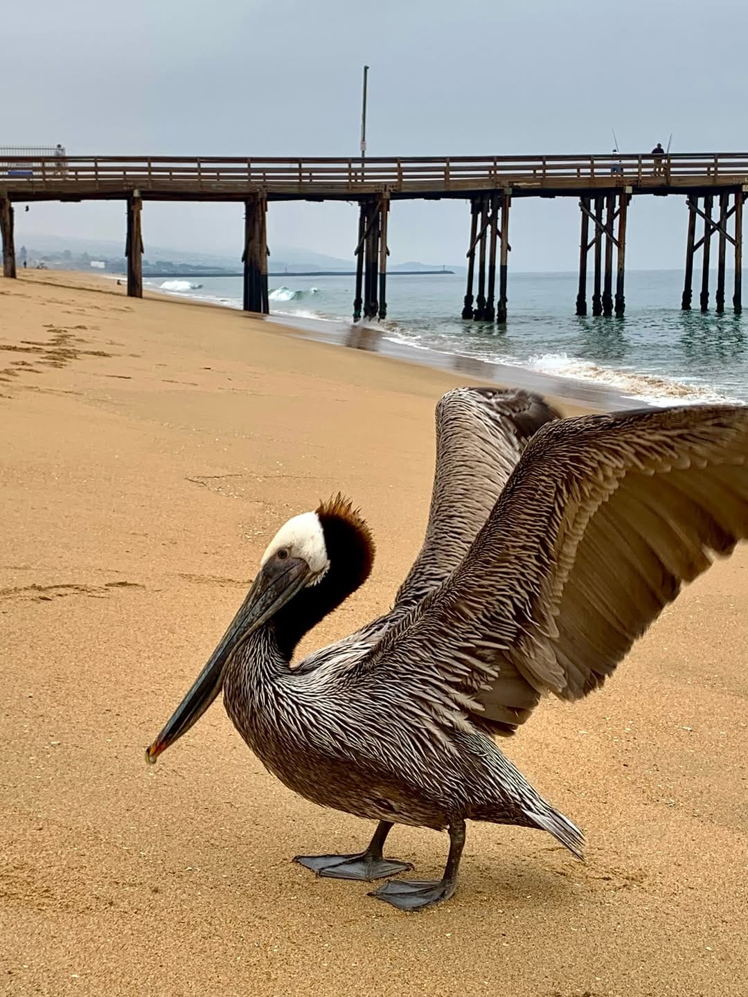 Post 9 by Seagull Wave on Instagram (image)