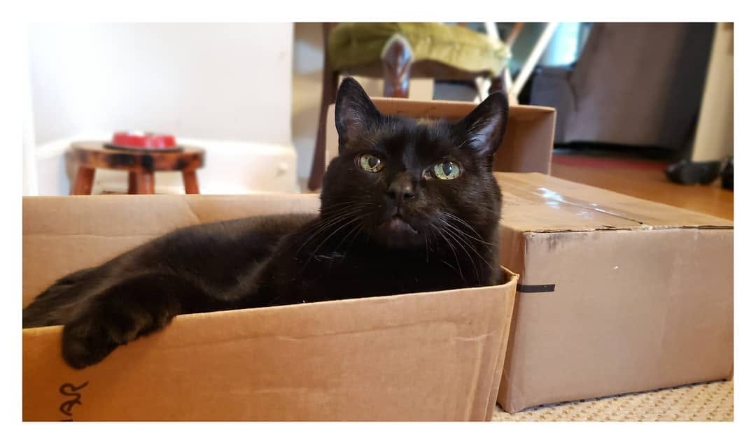 Post 6 by Hello my name is Henry 😺 on Instagram (image)