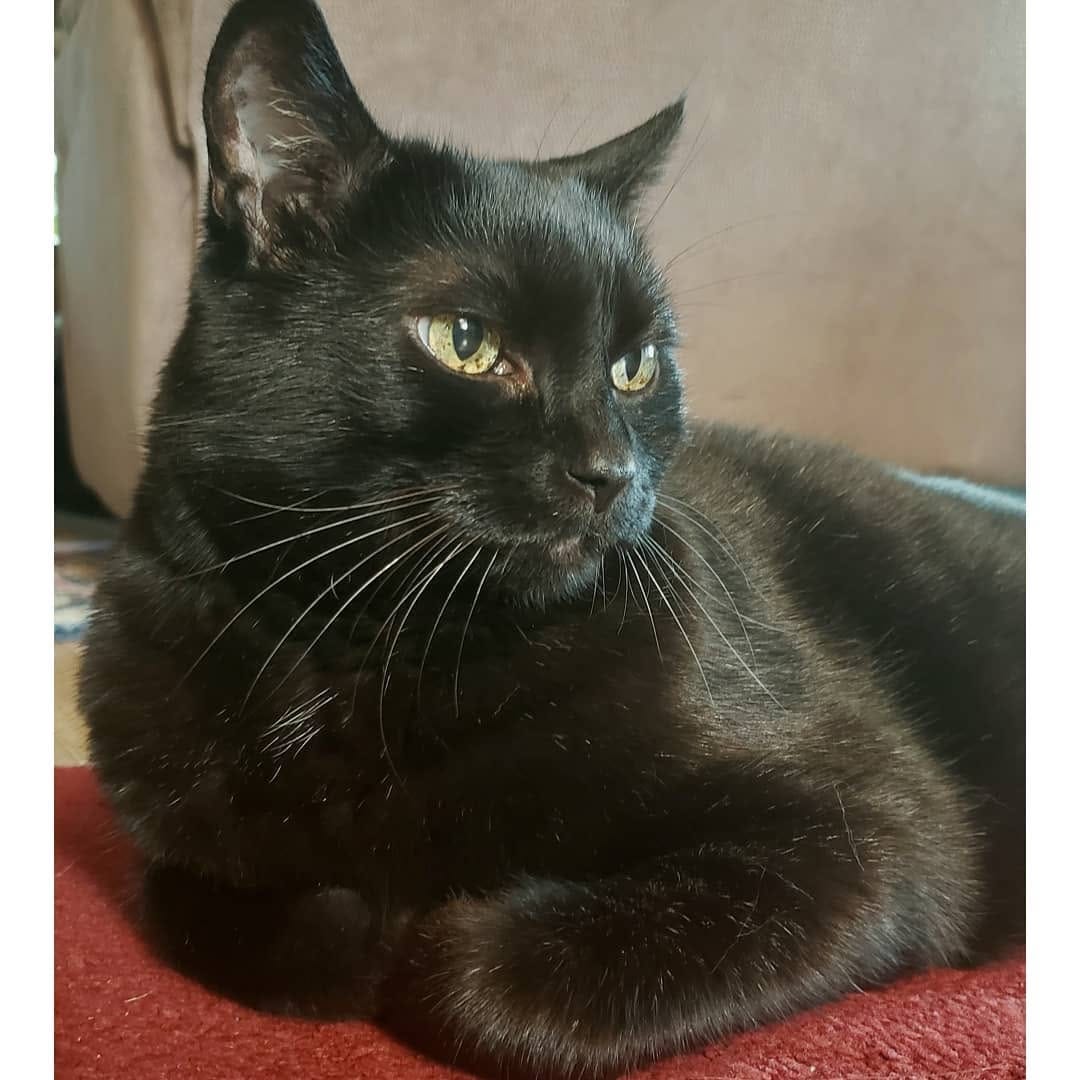 Post 5 by Hello my name is Henry 😺 on Instagram (image)