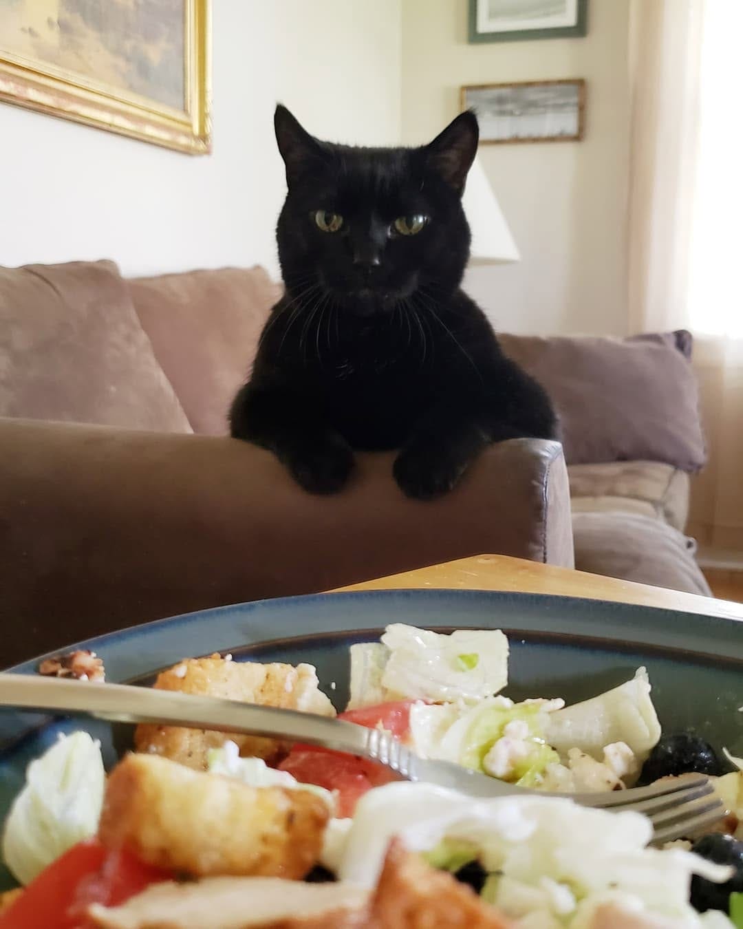 Post 1 by Hello my name is Henry 😺 on Instagram (image)
