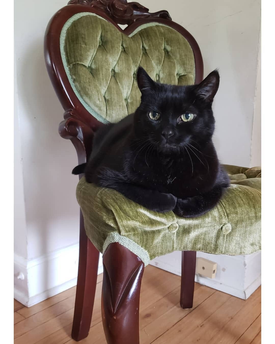 Post 7 by Hello my name is Henry 😺 on Instagram (image)