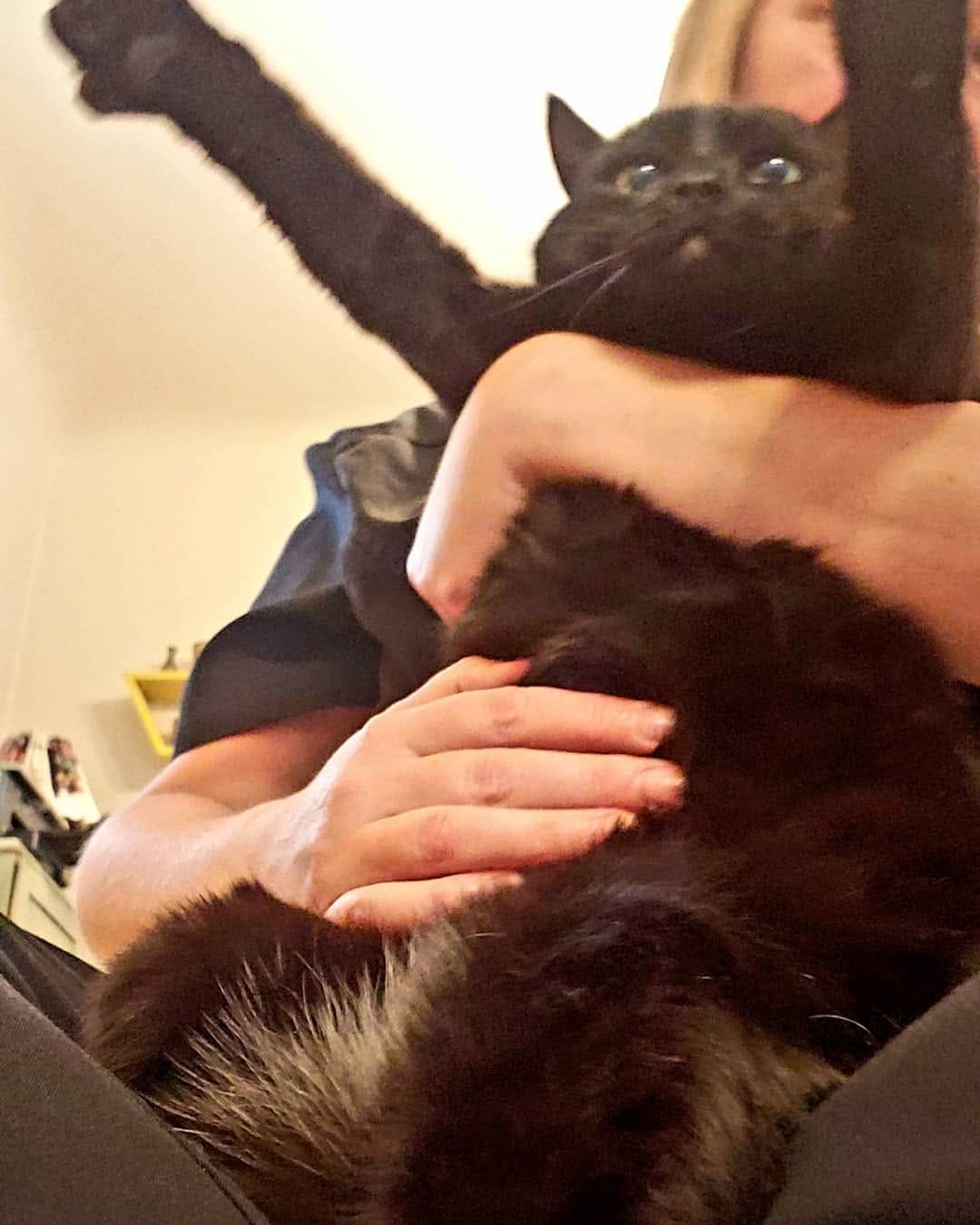 Post 4 by Hello my name is Henry 😺 on Instagram (image)