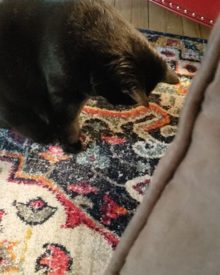 Post 9 by Hello my name is Henry 😺 on Instagram (video)