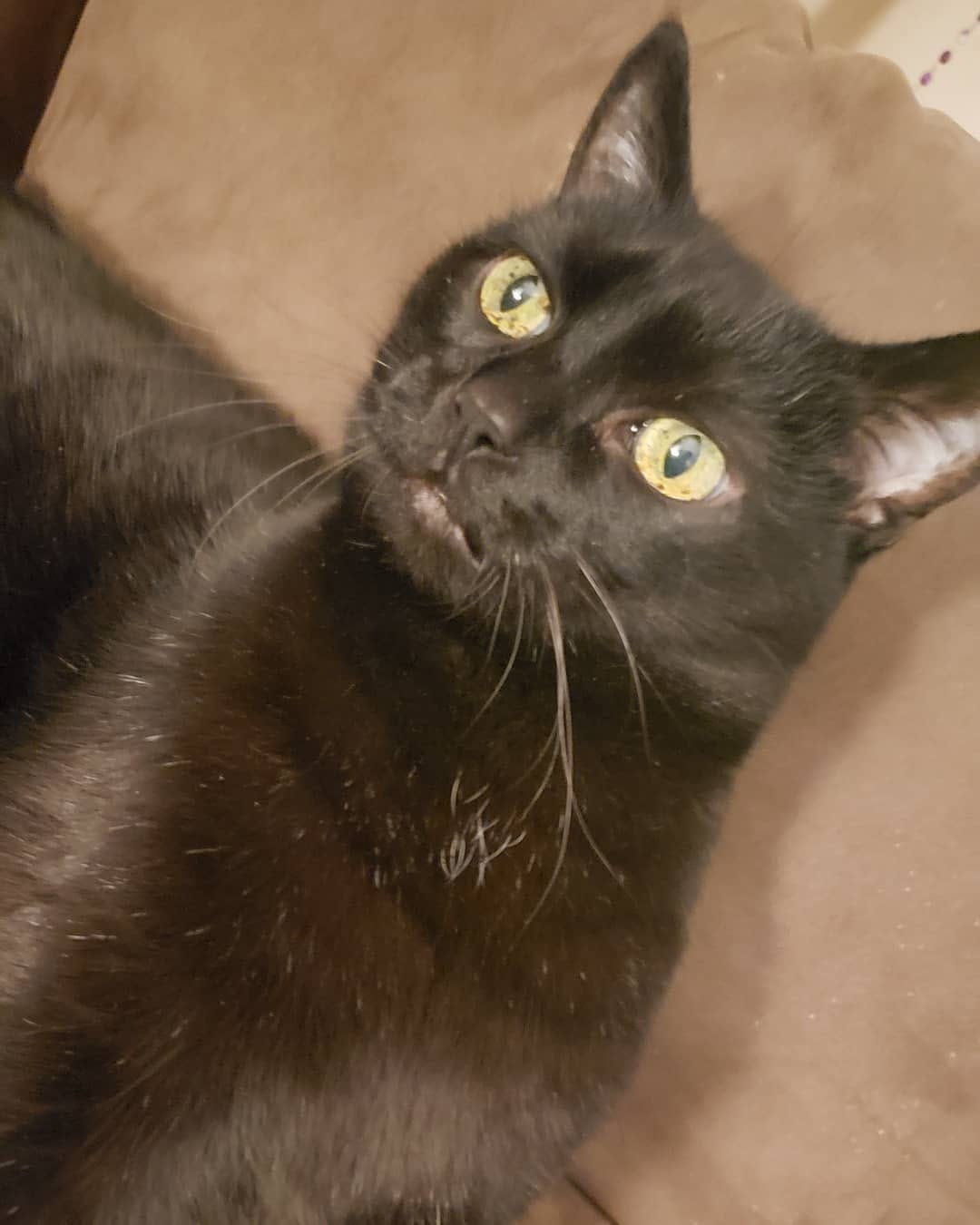 Post 8 by Hello my name is Henry 😺 on Instagram (image)