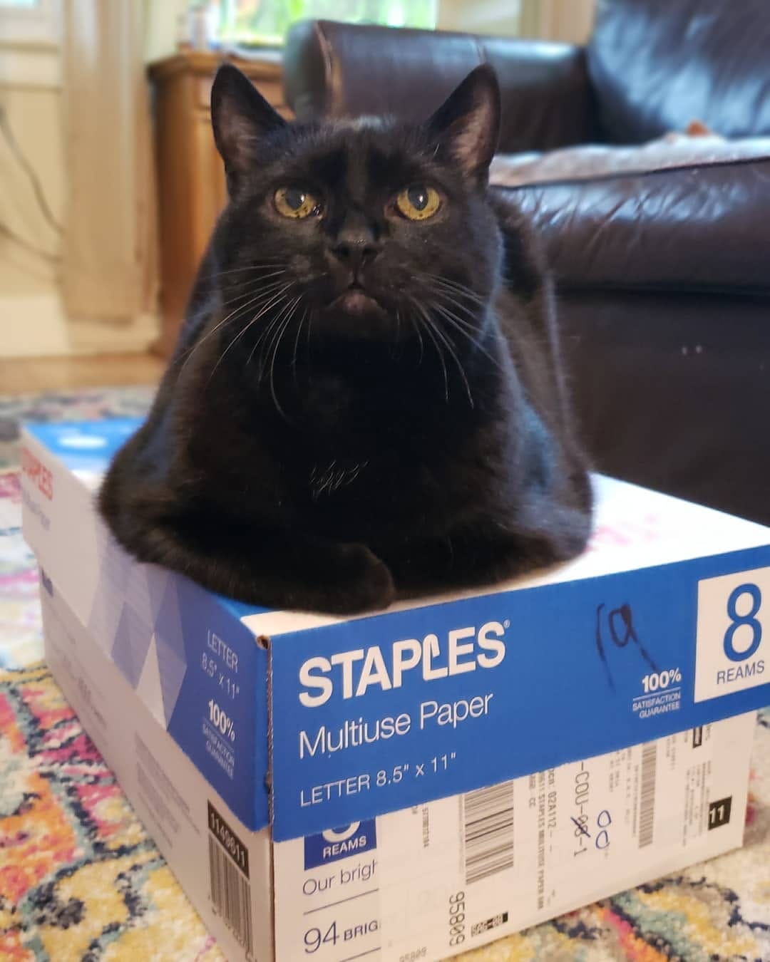 Post 3 by Hello my name is Henry 😺 on Instagram (image)