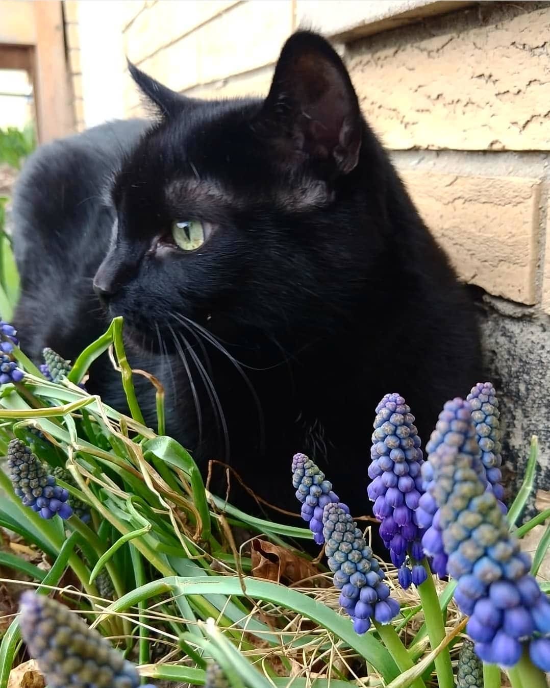Post 10 by Hello my name is Henry 😺 on Instagram (image)