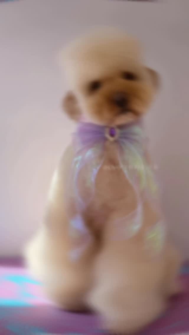 Post 1 by Jenny Man | Holistic Groomer, Asian Fusion Pet Stylist on Instagram (video)