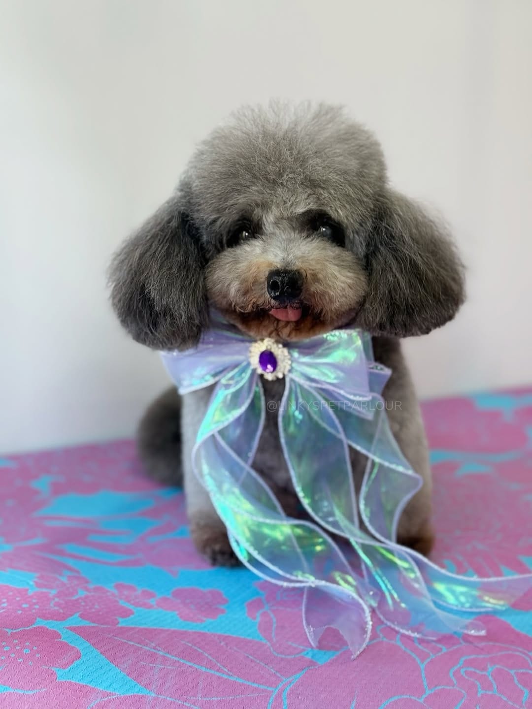 Post 3 by Jenny Man | Holistic Groomer, Asian Fusion Pet Stylist on Instagram (carousel)