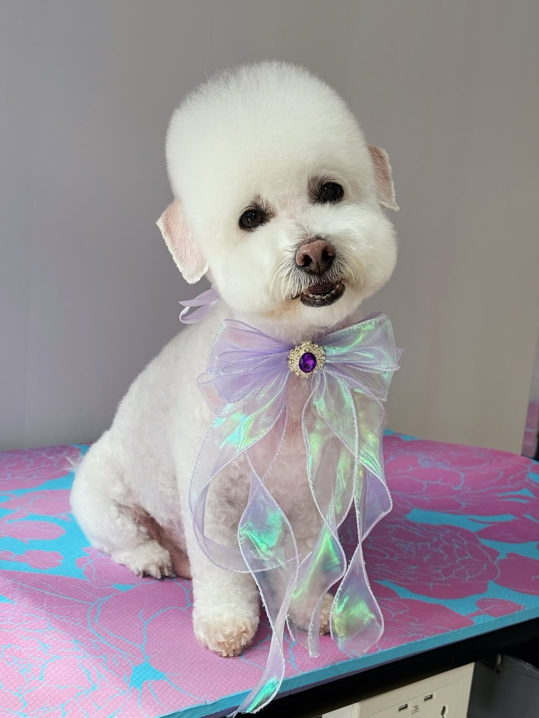 Post 5 by Jenny Man | Holistic Groomer, Asian Fusion Pet Stylist on Instagram (carousel)