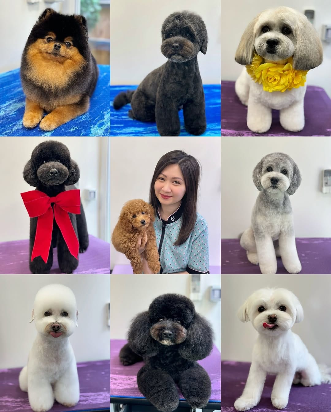 Post 10 by Jenny Man | Holistic Groomer, Asian Fusion Pet Stylist on Instagram (carousel)
