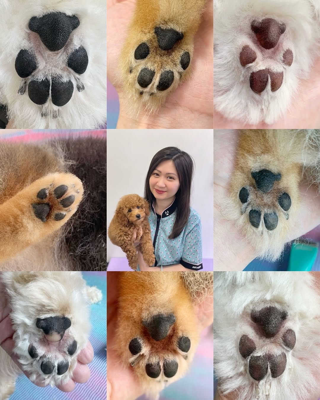 Post 8 by Jenny Man | Holistic Groomer, Asian Fusion Pet Stylist on Instagram (carousel)