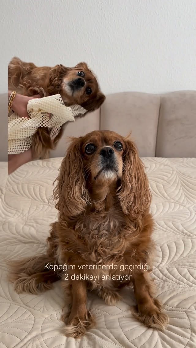 Post 2 by Kuki ve Annesi on Instagram (video)