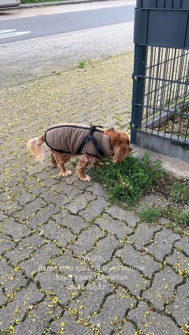 Post 3 by Kuki ve Annesi on Instagram (video)
