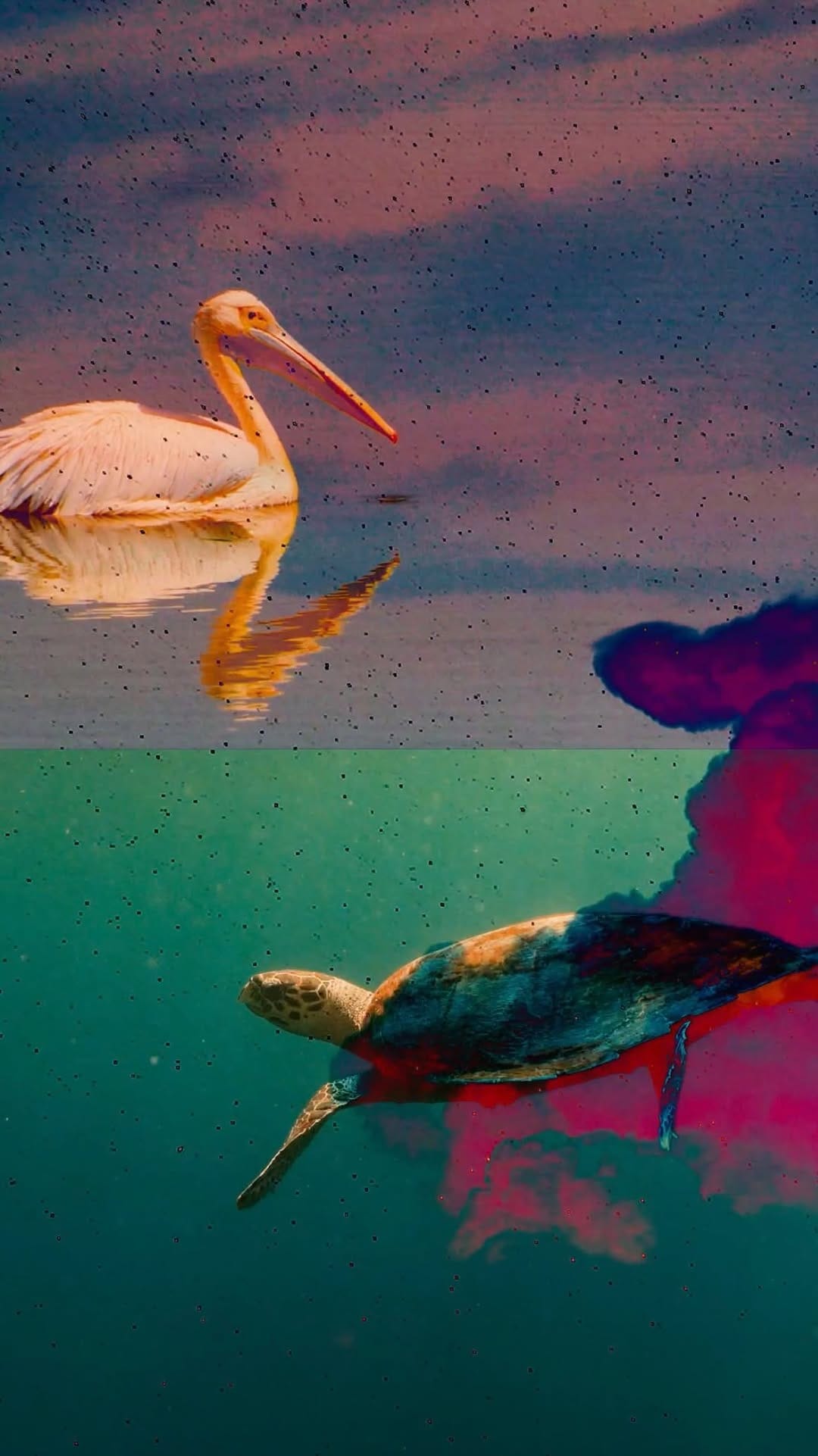 Post 6 by Sasha Masakowski on Instagram (video)