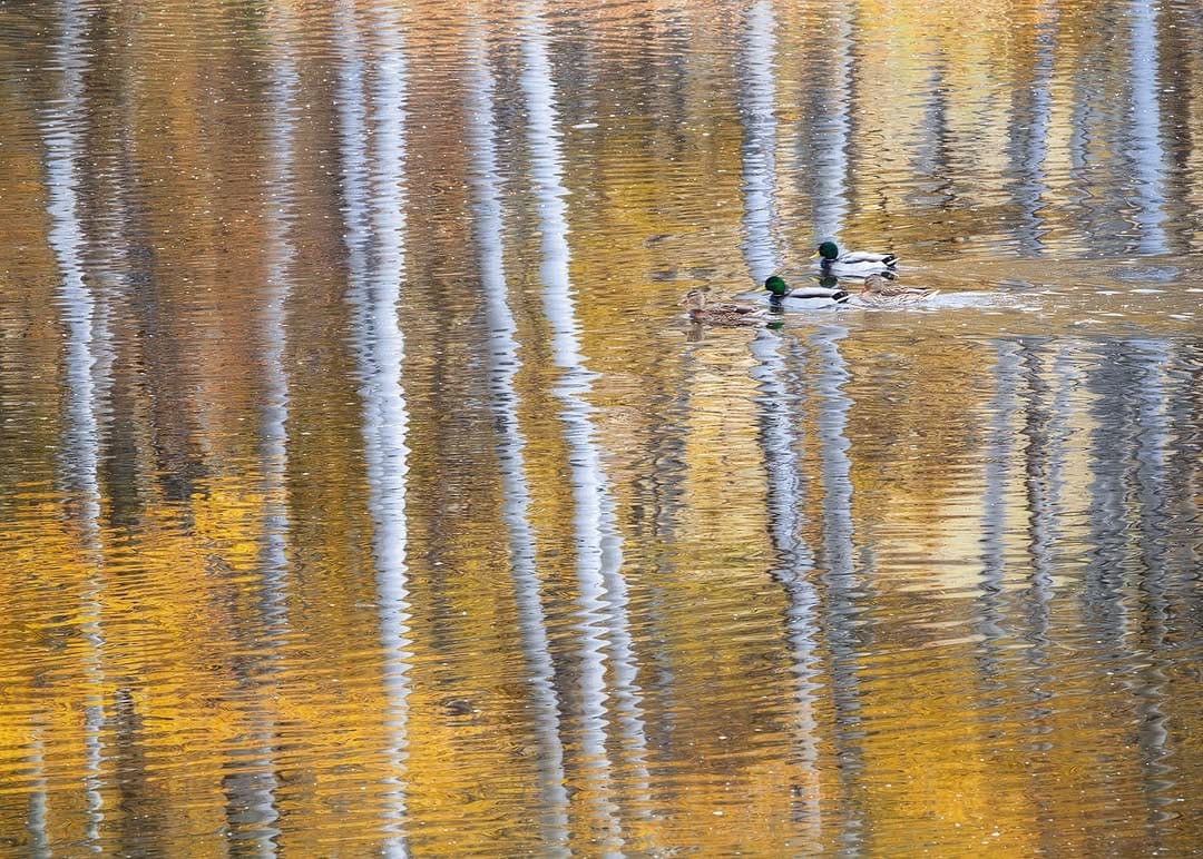 Post 8 by Kevin Monahan | PNW | WA | on Instagram (image)