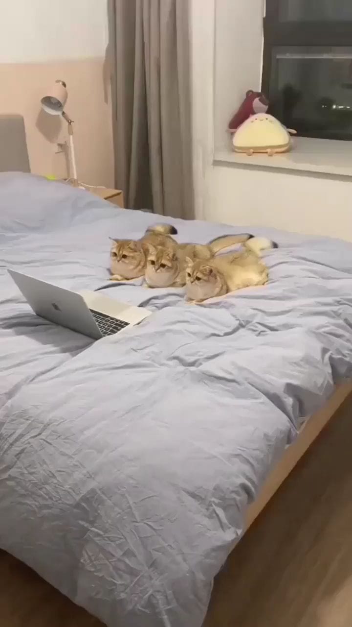 Post 7 by Benson Charis on Instagram (video)