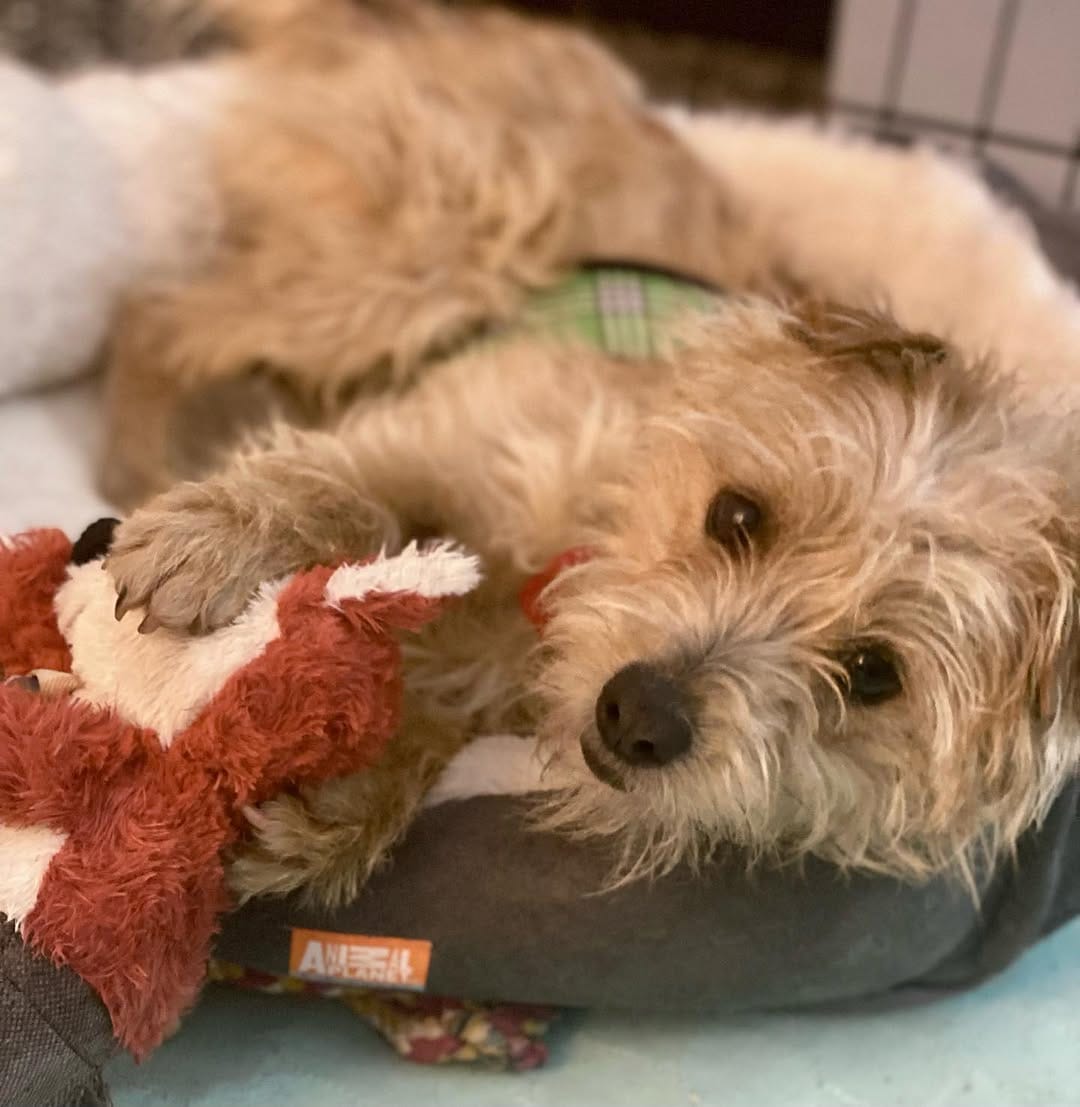 Post 8 by Rescue From The Hart on Instagram (image)