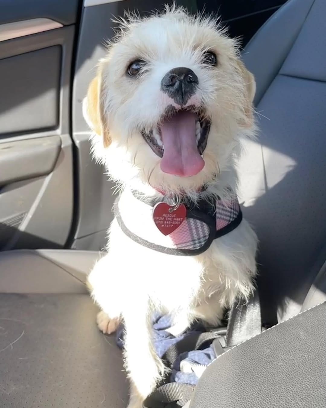 Post 6 by Rescue From The Hart on Instagram (image)