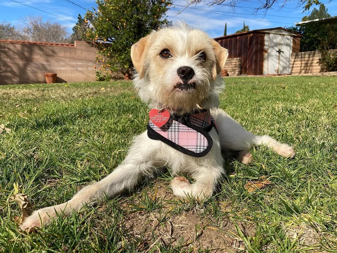 Post 9 by Rescue From The Hart on Instagram (image)