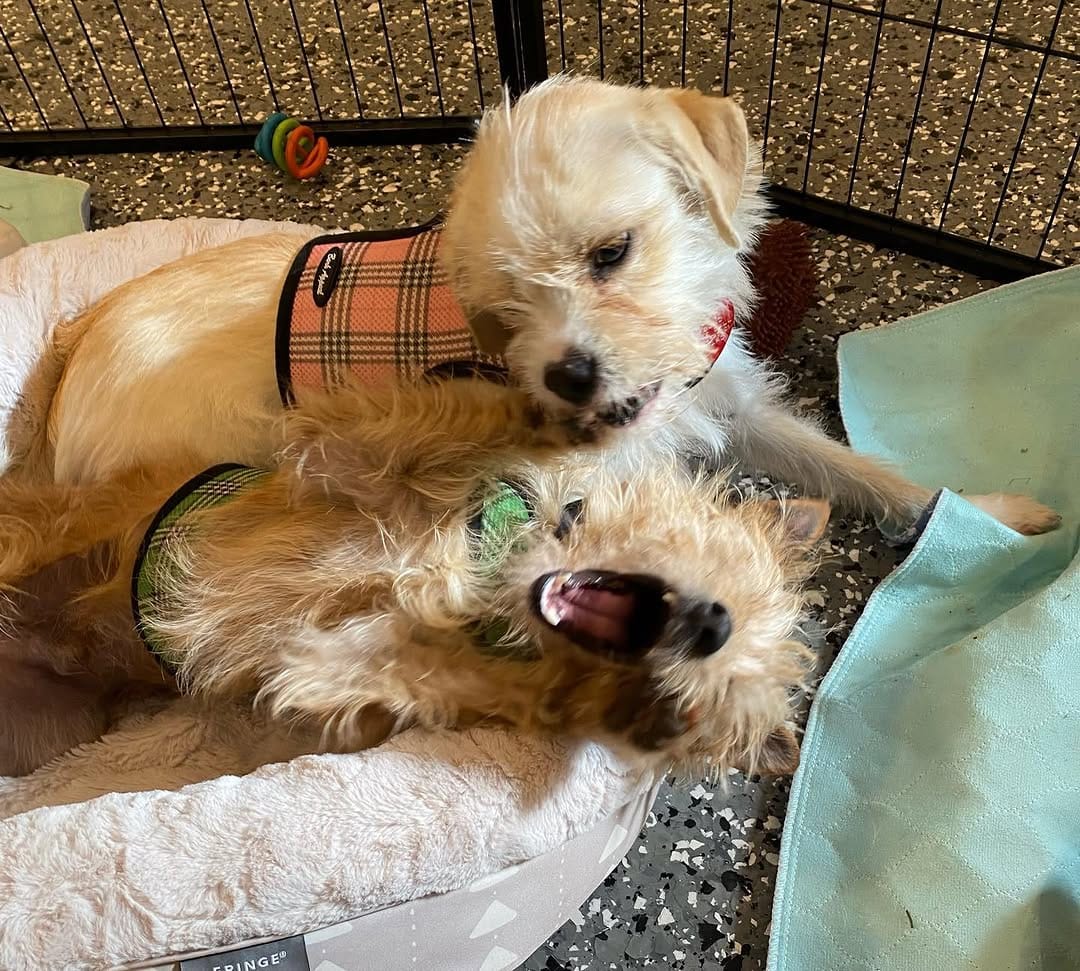 Post 5 by Rescue From The Hart on Instagram (image)