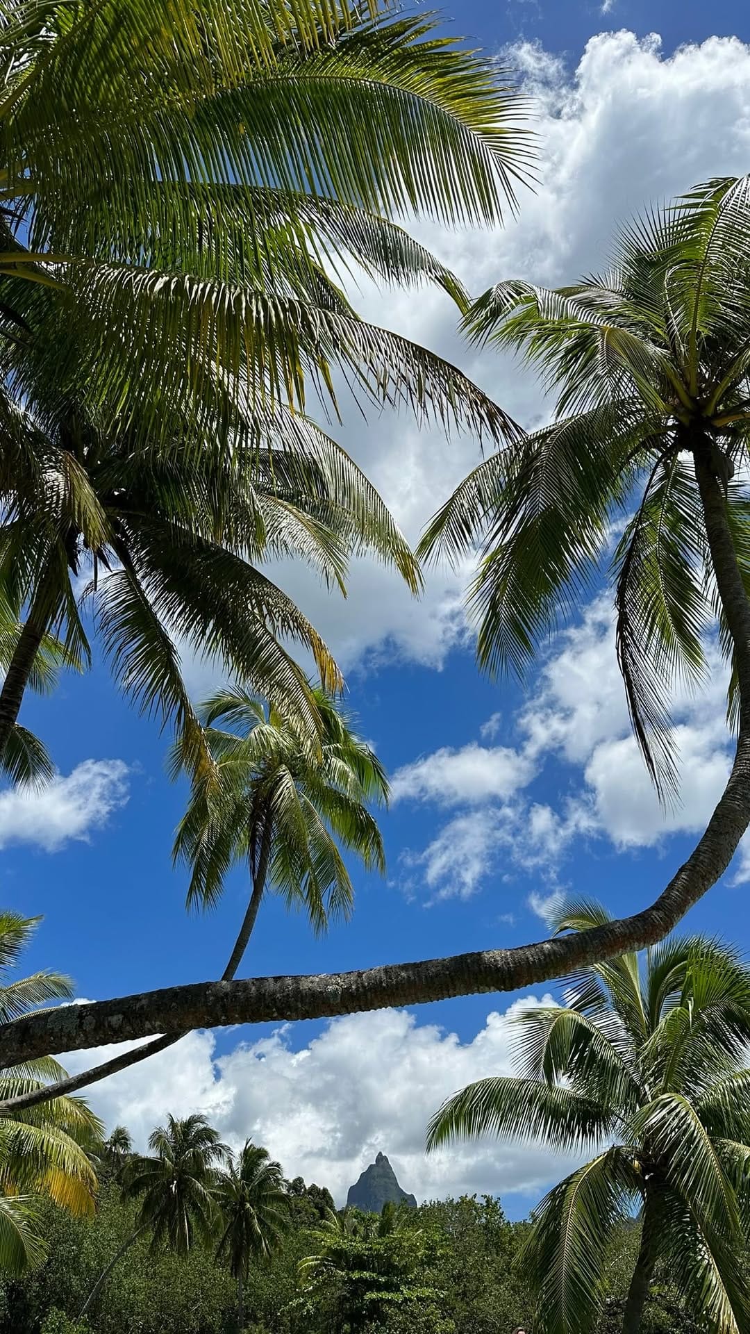 Post 7 by IVVY BURBAGE on Instagram (video)