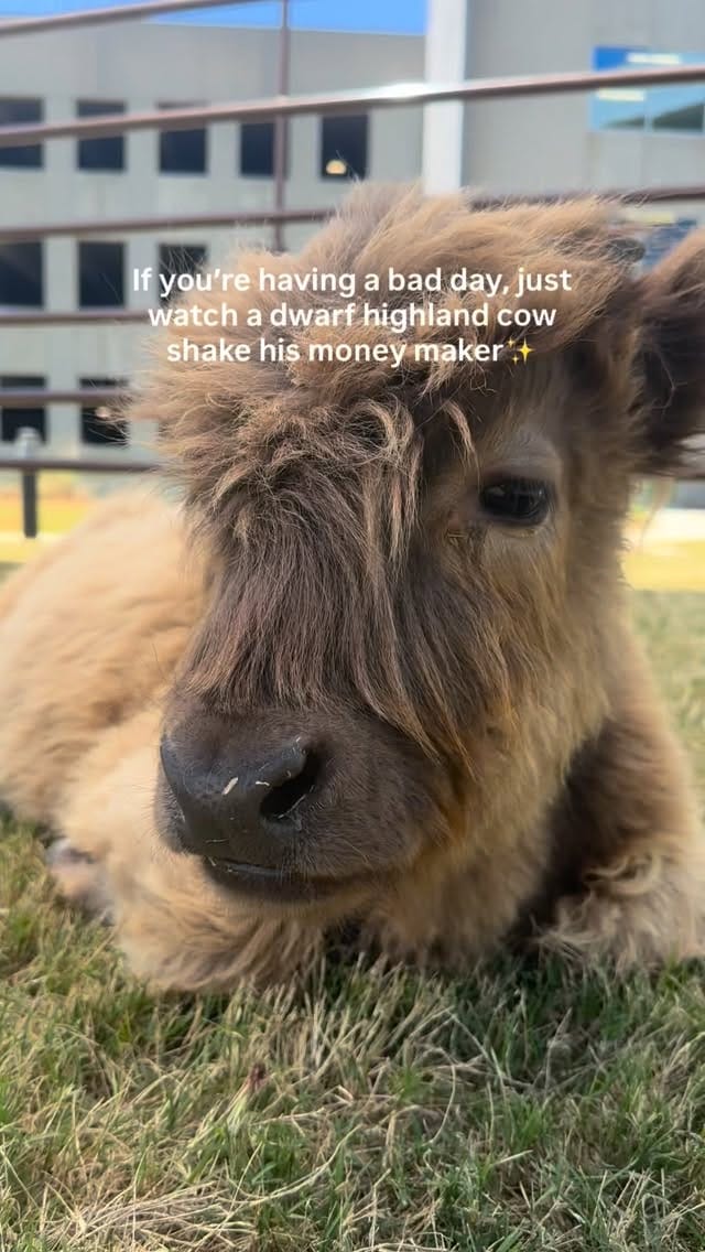 Post 6 by GGA Dwarf Goat Yoga | ATL | Mental Health | Therapeutic Zen Farm on Instagram (video)