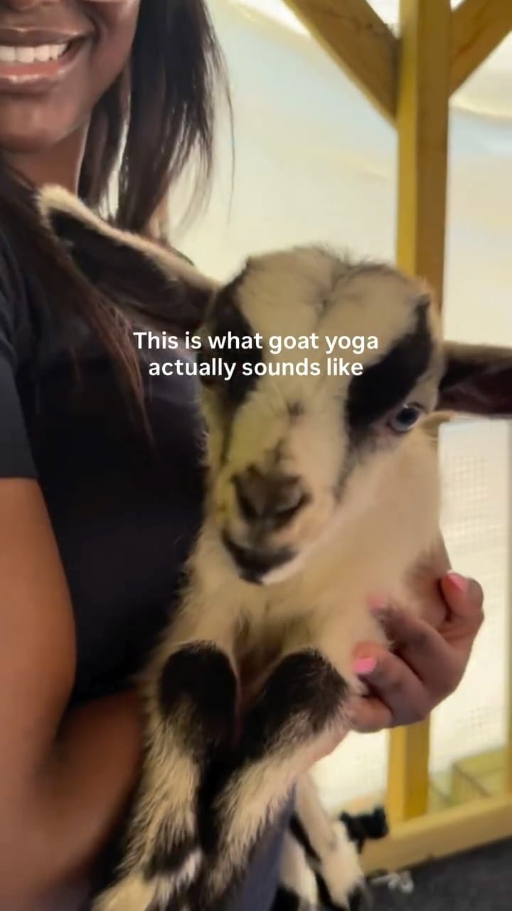 Post 9 by GGA Dwarf Goat Yoga | ATL | Mental Health | Therapeutic Zen Farm on Instagram (video)