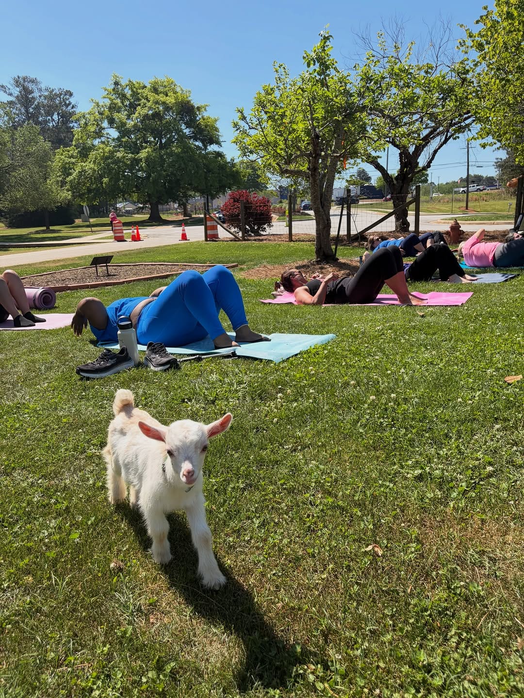 Post 8 by GGA Dwarf Goat Yoga | ATL | Mental Health | Therapeutic Zen Farm on Instagram (carousel)