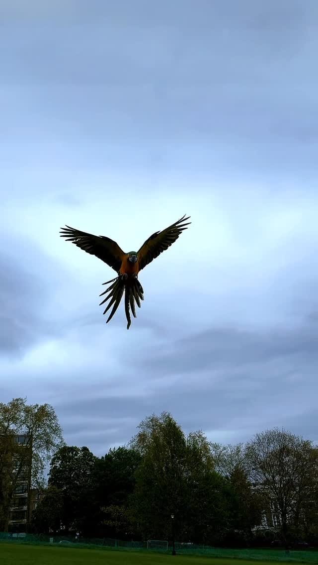 Post 4 by Sonic & Phoenix on Instagram (video)