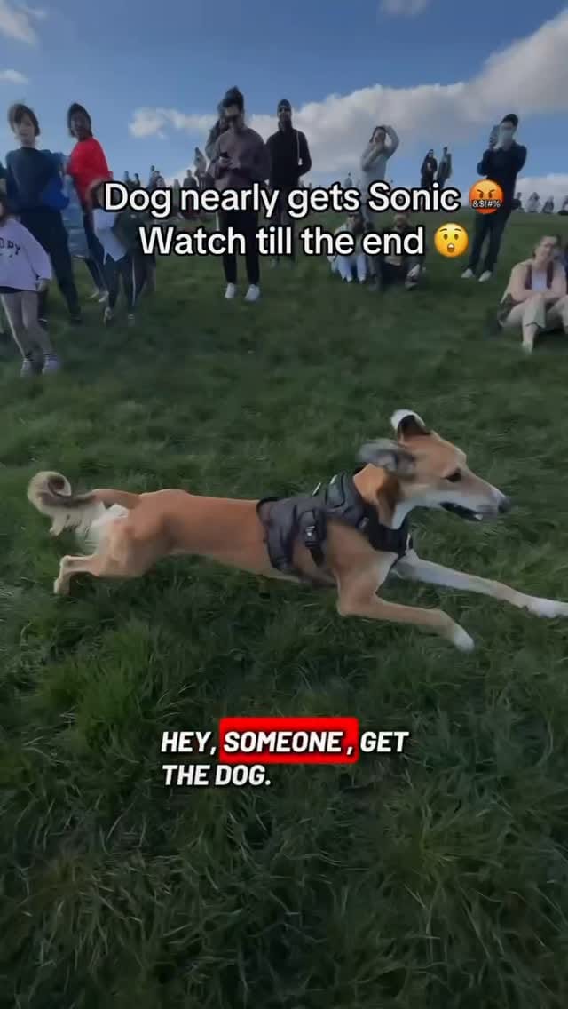 Post 2 by Sonic & Phoenix on Instagram (video)