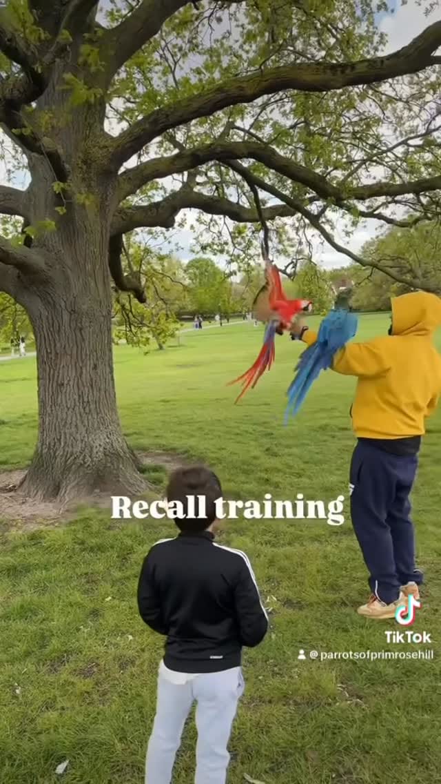 Post 6 by Sonic & Phoenix on Instagram (video)