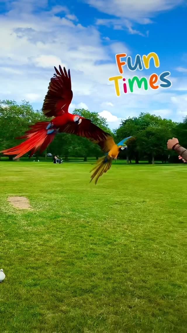 Post 1 by Sonic & Phoenix on Instagram (video)
