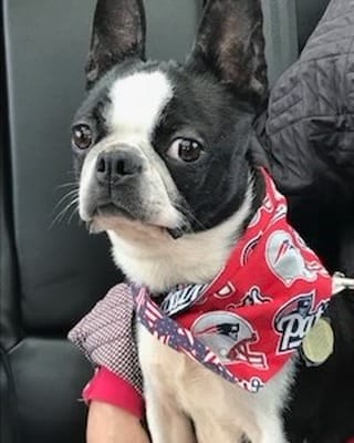 Post 7 by Boston Terrier Rescue on Instagram (carousel)