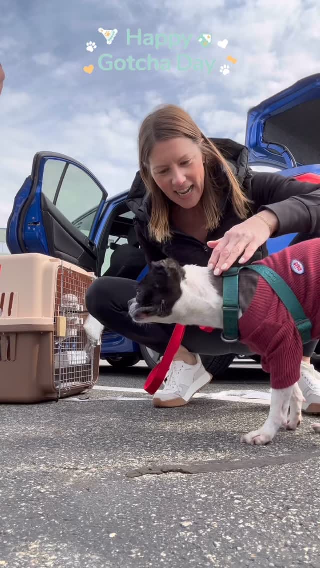 Post 4 by Boston Terrier Rescue on Instagram (video)