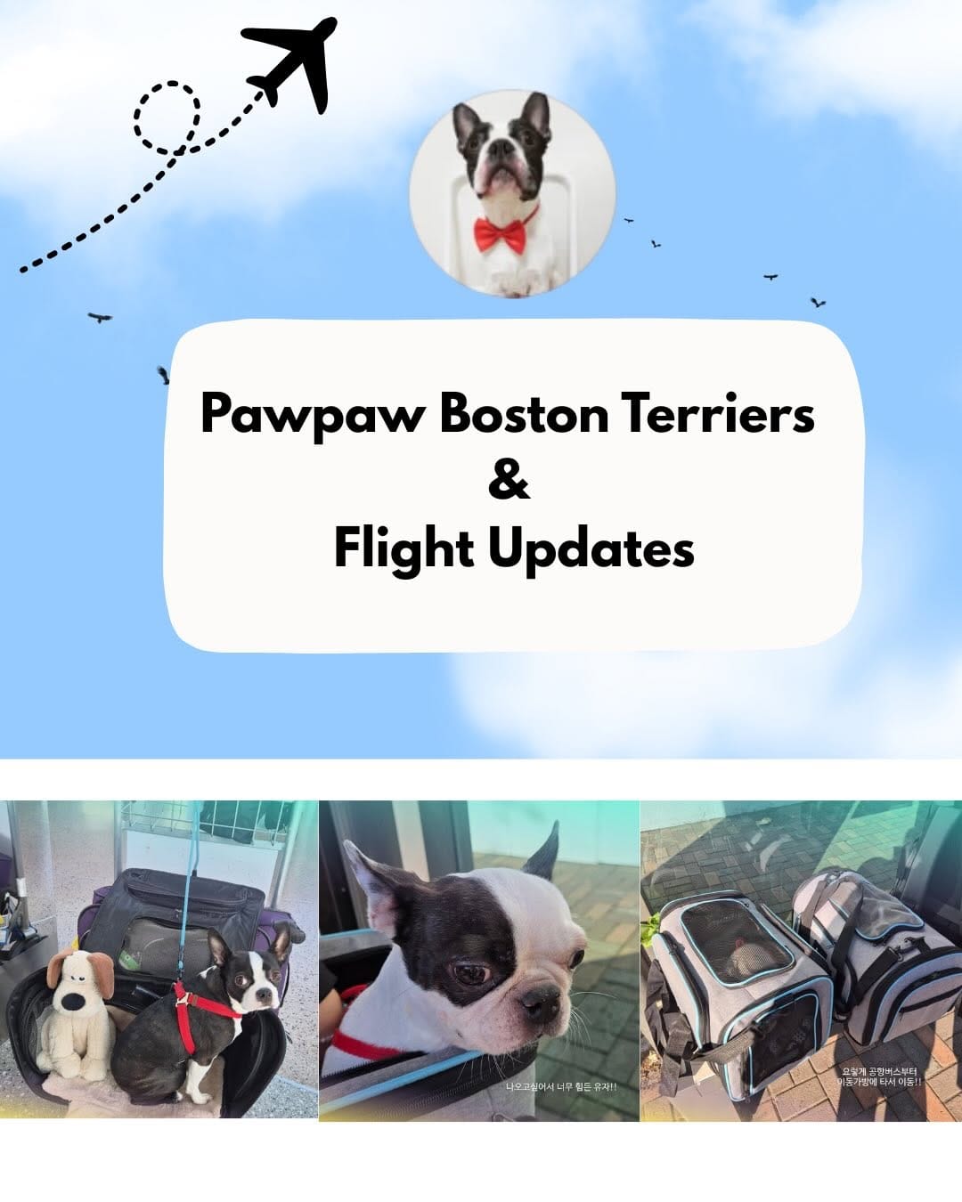 Post 3 by Boston Terrier Rescue on Instagram (carousel)