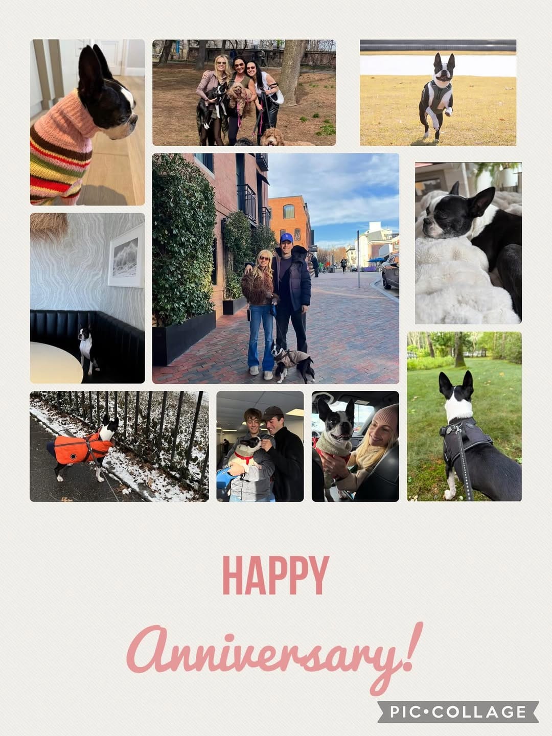 Post 9 by Boston Terrier Rescue on Instagram (carousel)