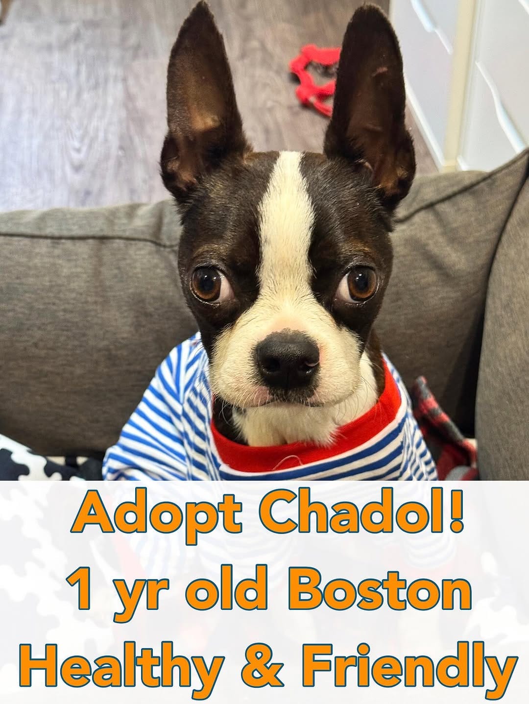 Post 8 by Boston Terrier Rescue on Instagram (carousel)