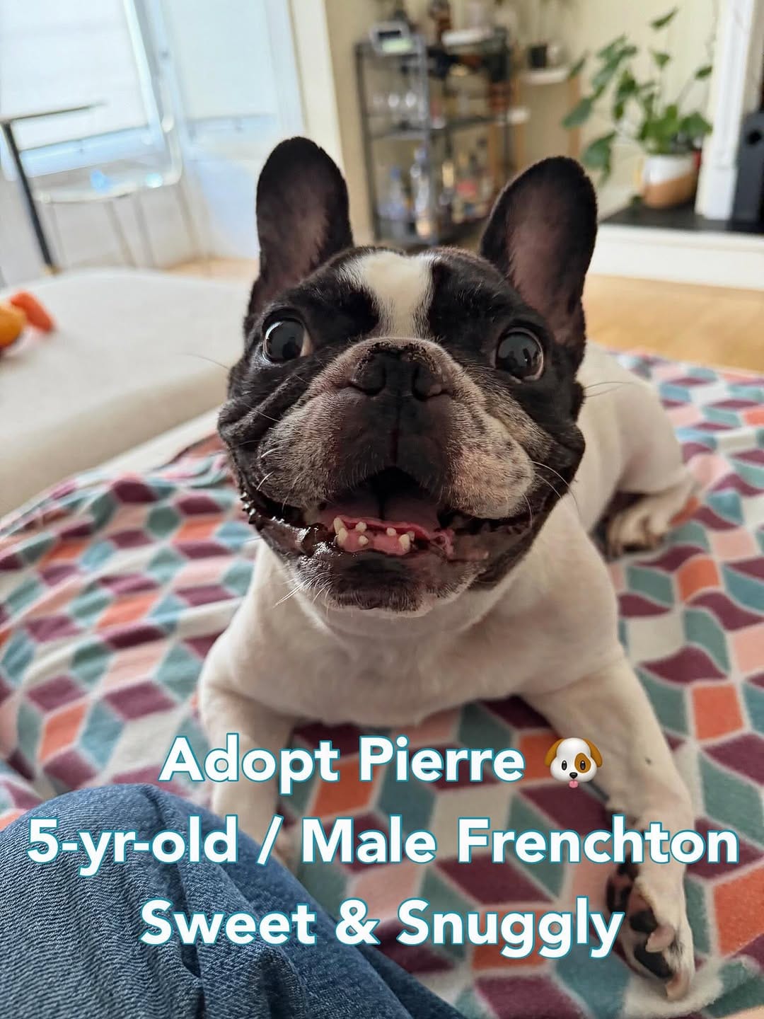Post 1 by Boston Terrier Rescue on Instagram (carousel)