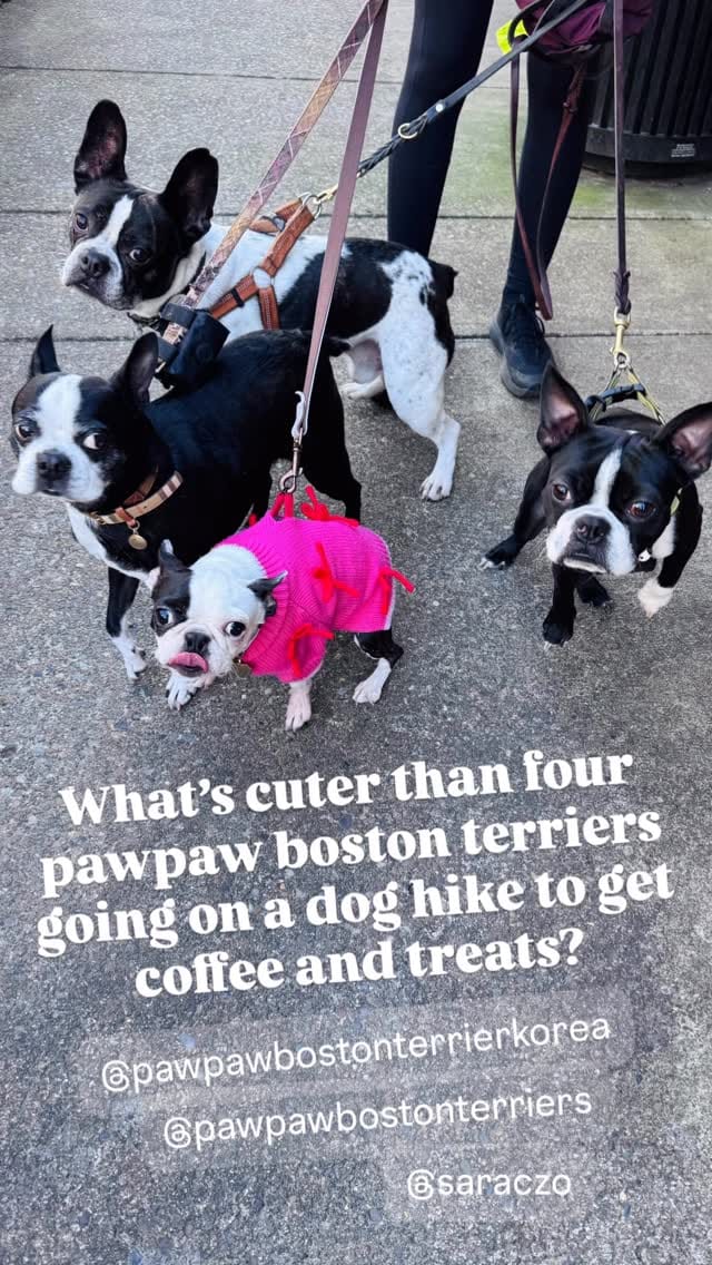 Post 6 by Boston Terrier Rescue on Instagram (video)